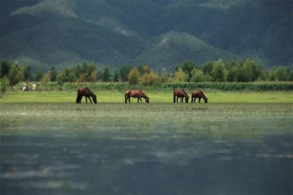 拉市海茶马古道人在旅途,拉市海骑马古道马帮