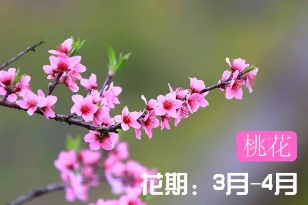 贵州看花好去处推荐,贵州春天哪里的花最美