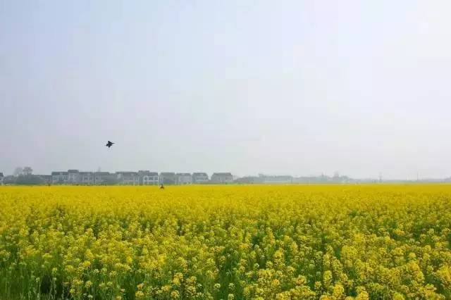 国色天相倾国倾城，“阳澄湖”牵手“太湖”，在相城遇见最美的你