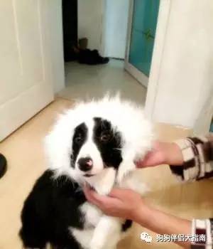 边牧最容易得什么病,边牧咬人手怎么纠正