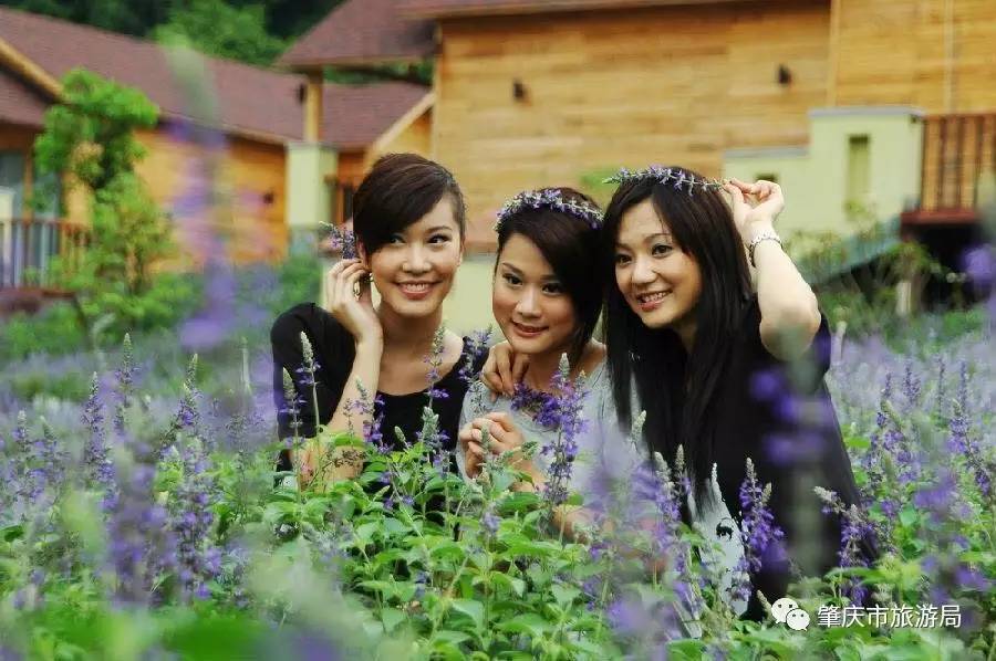 广东盘龙峡熏衣草花海,盘龙峡熏衣草园