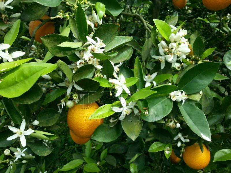 忠县三峡橘海面积 (忠县三峡橘海简介)