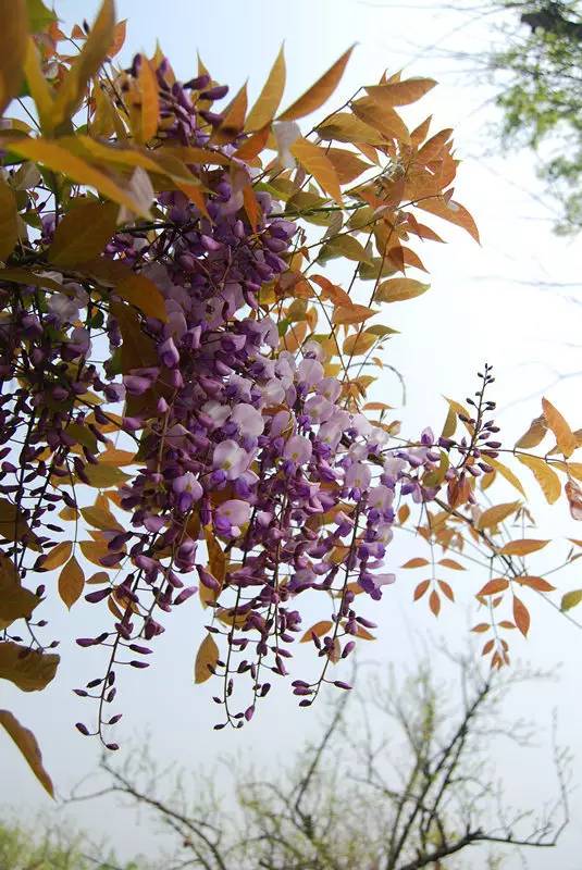 国色天相倾国倾城，“阳澄湖”牵手“太湖”，在相城遇见最美的你