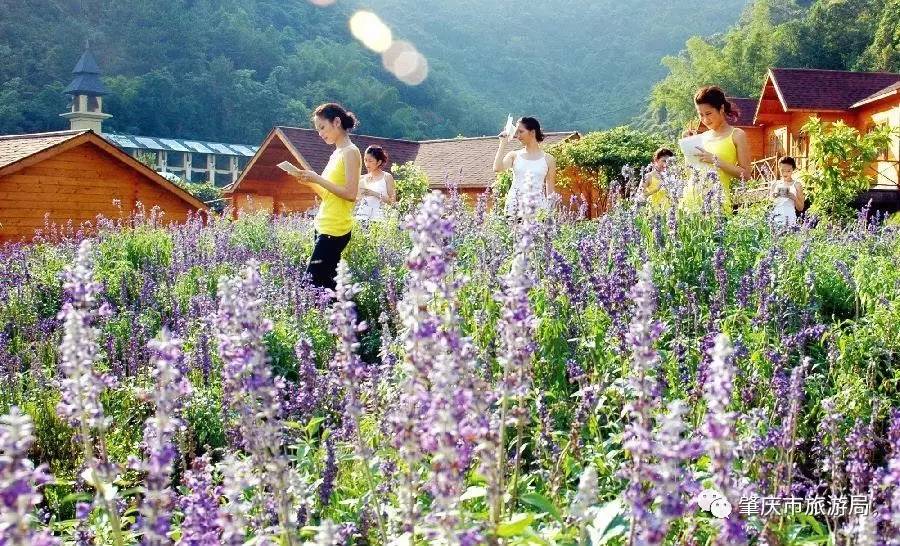广东盘龙峡熏衣草花海,盘龙峡熏衣草园