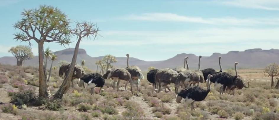 鸵鸟戴上vr眼镜广告,鸵鸟宣传