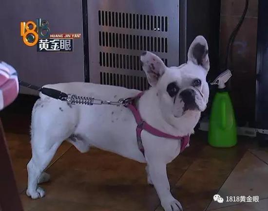 女子保护4岁女孩被斗牛犬咬伤,女子被斗牛犬咬伤