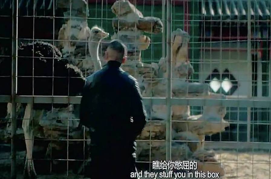 鸵鸟戴上vr眼镜广告,鸵鸟宣传