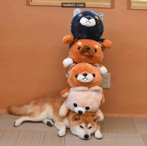 你能找出照片里藏着的柴犬吗？主人狂买狗狗玩偶多到柴犬茫然了！