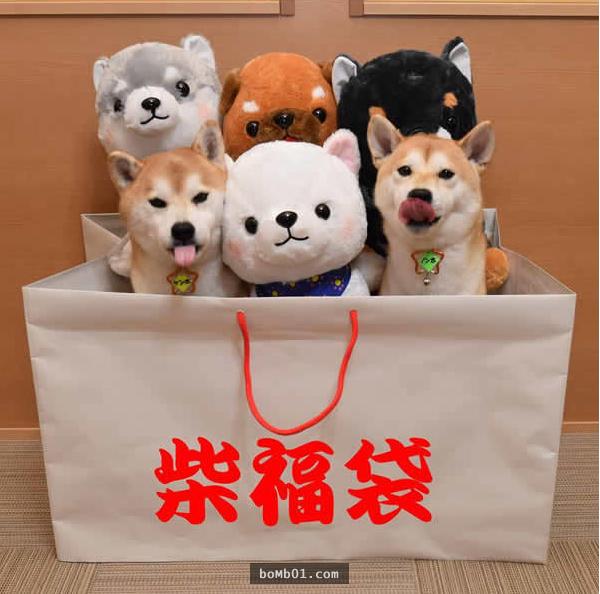 你能找出照片里藏着的柴犬吗？主人狂买狗狗玩偶多到柴犬茫然了！