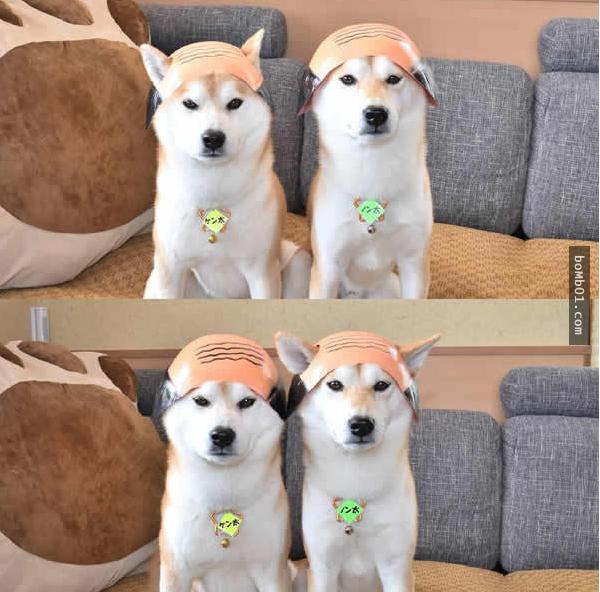 你能找出照片里藏着的柴犬吗？主人狂买狗狗玩偶多到柴犬茫然了！