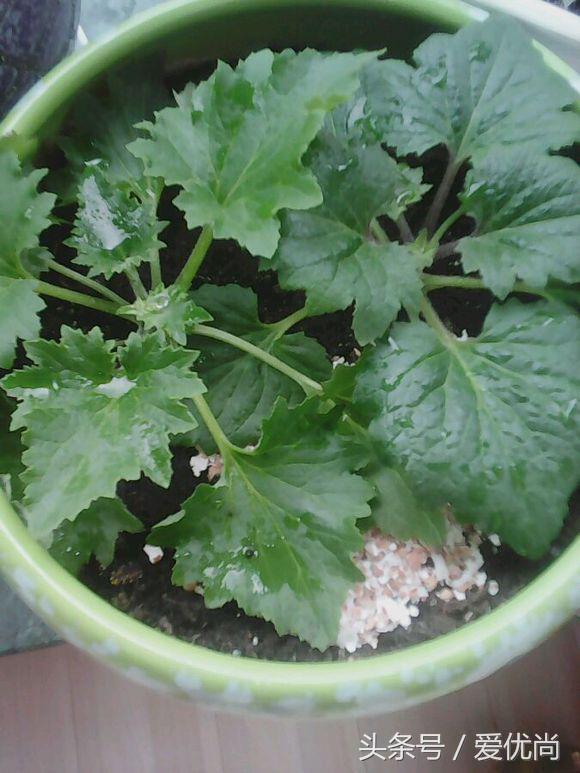 瓜叶菊怎么养才会爆盆视频,瓜叶菊见太阳晒蔫怎么办