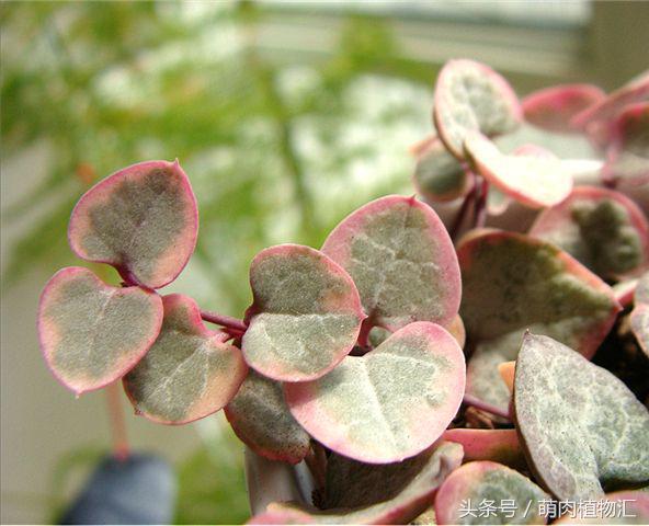 萝藦科多肉是什么颜色的,多肉植物之萝藦
