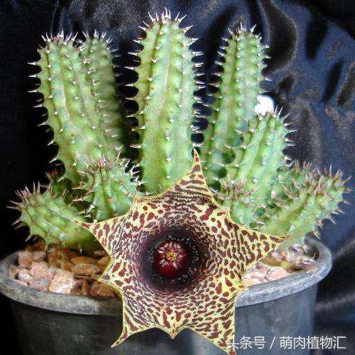 萝藦科多肉是什么颜色的,多肉植物之萝藦