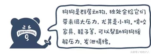 狗狗撕家怎么管教,狗狗撕家视频