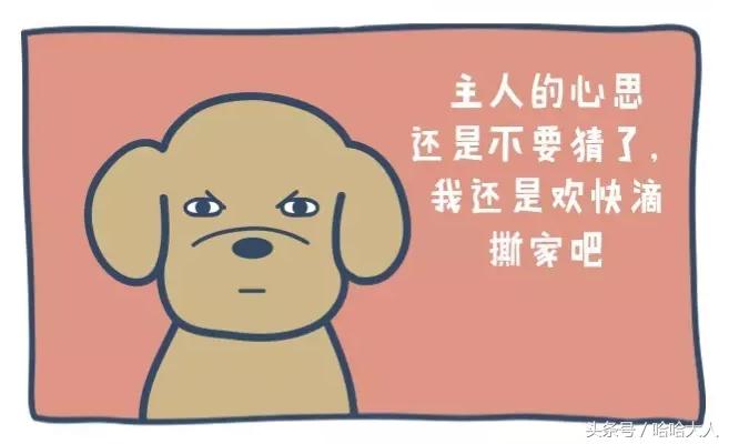 狗狗撕家怎么管教,狗狗撕家视频