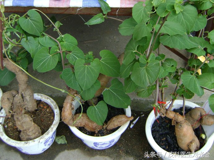 常见的有治愈作用的植物,哪种植物叶子能治皮肤病