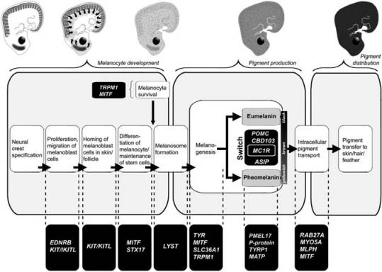 怎么让熊猫有彩色照片,熊猫怎么拍照片能拍出彩色漫画