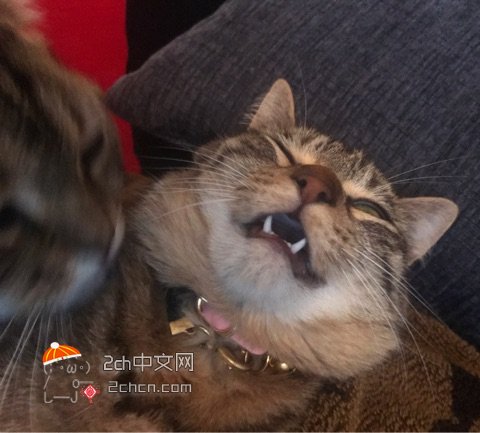 被哥哥一巴掌打哭妹妹,被哥哥温柔地扇了一巴掌