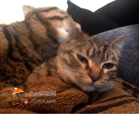 被哥哥一巴掌打哭妹妹,被哥哥温柔地扇了一巴掌