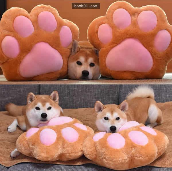 你能找出照片里藏着的柴犬吗？主人狂买狗狗玩偶多到柴犬茫然了！