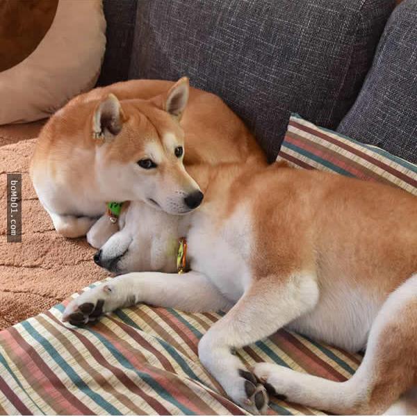 你能找出照片里藏着的柴犬吗？主人狂买狗狗玩偶多到柴犬茫然了！