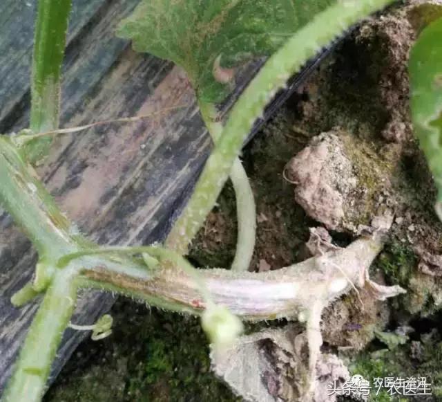 甜瓜镰刀菌枯萎病，造成死棵严重抓需要紧防治