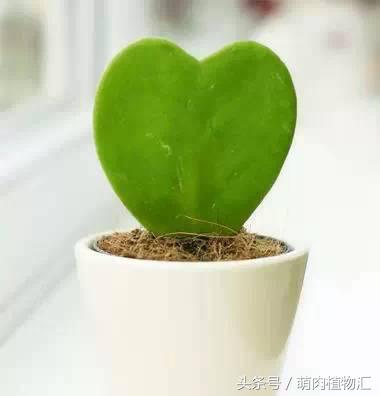 萝藦科多肉是什么颜色的,多肉植物之萝藦