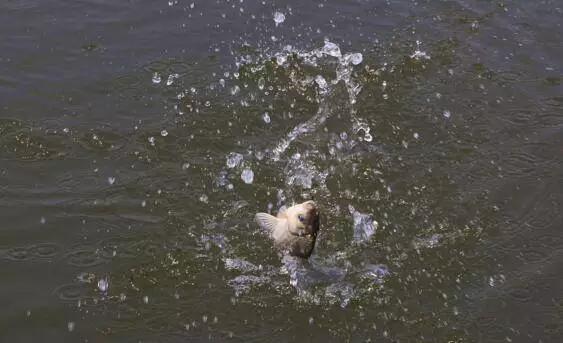 怎样对付鱼应激,如何消除鱼的应激反应