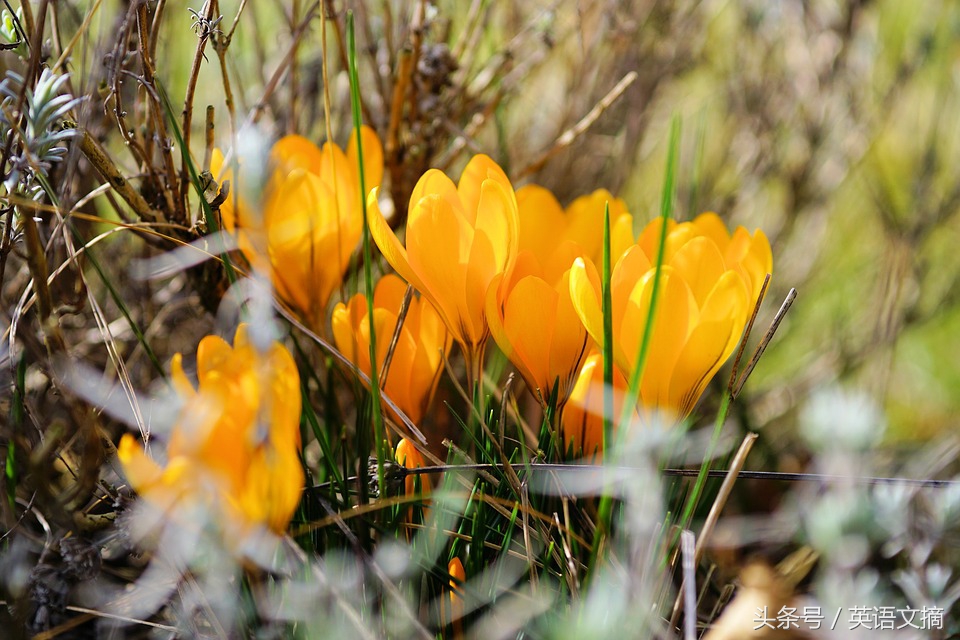 今生只爱你30集完整版,今生只爱你歌曲