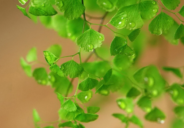 每日花语问候,每日花语桔梗花