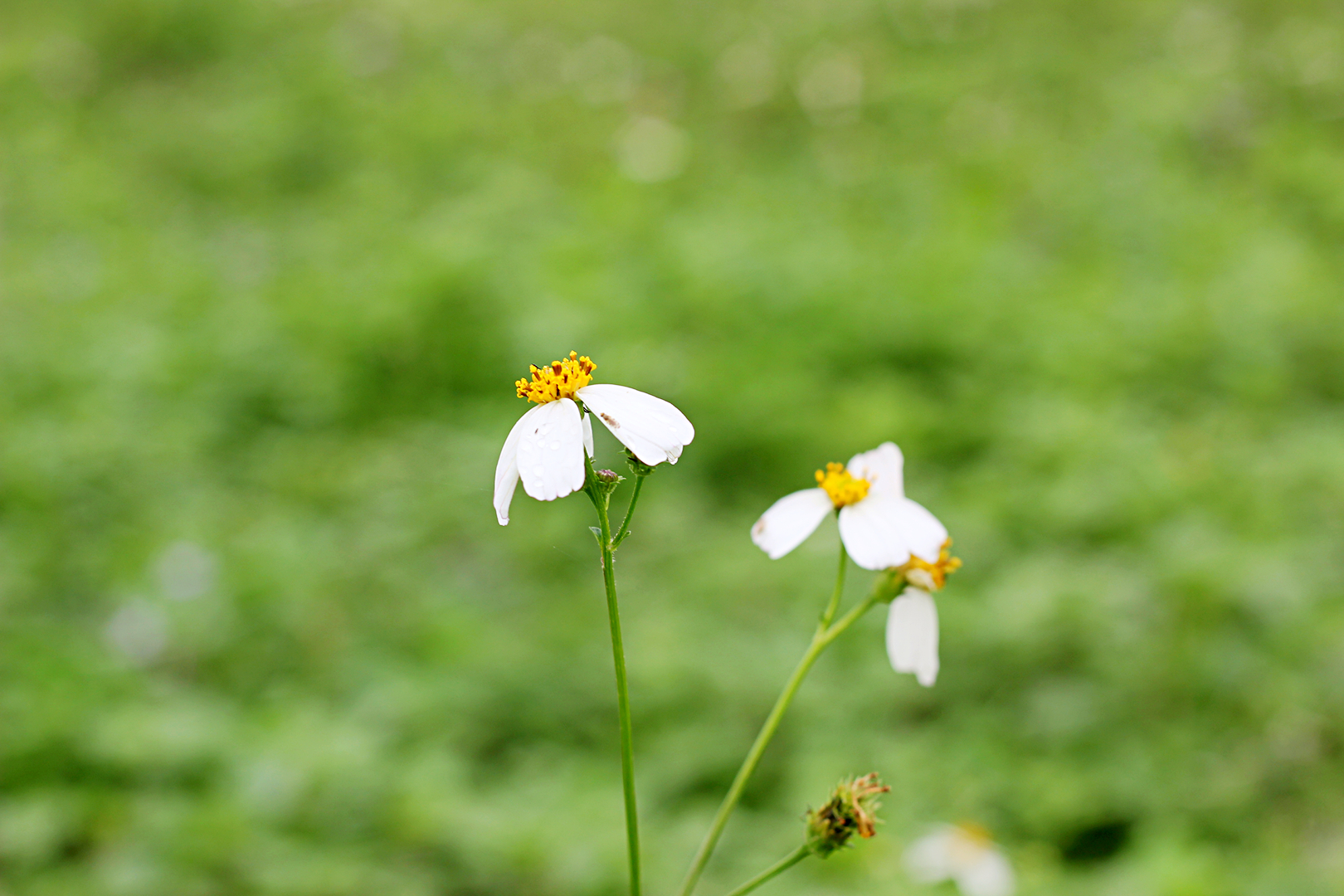 崇左市扶绥龙谷湾恐龙公园,扶绥龙谷湾三月三