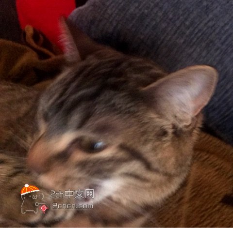 被哥哥一巴掌打哭妹妹,被哥哥温柔地扇了一巴掌