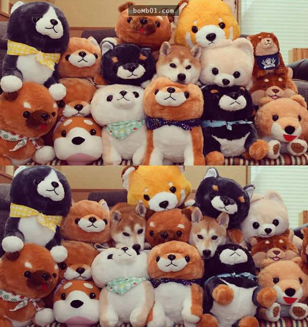 你能找出照片里藏着的柴犬吗？主人狂买狗狗玩偶多到柴犬茫然了！