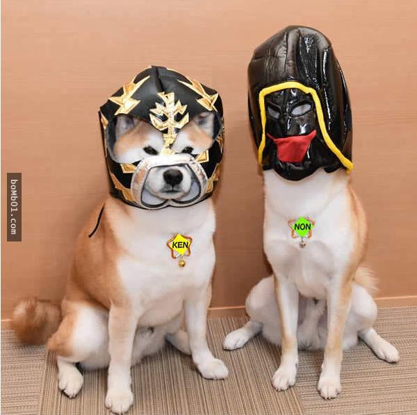 你能找出照片里藏着的柴犬吗？主人狂买狗狗玩偶多到柴犬茫然了！