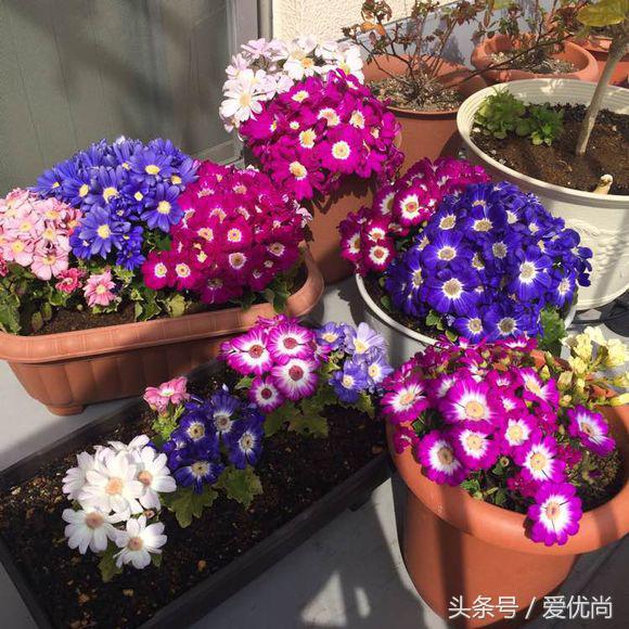 瓜叶菊怎么养才会爆盆视频,瓜叶菊见太阳晒蔫怎么办