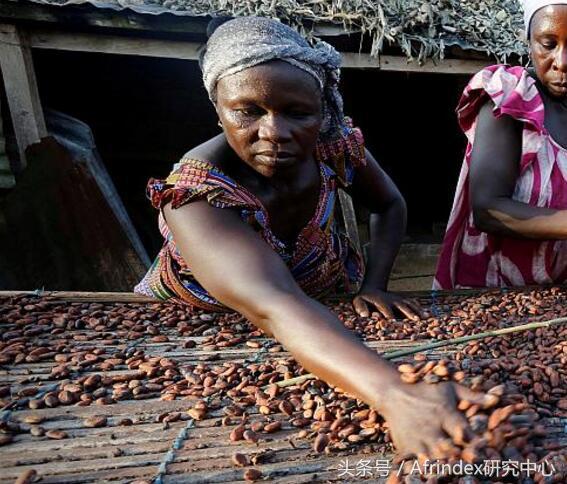 加纳和科特迪瓦的可可产量,科特迪瓦种植可可的有利自然条件