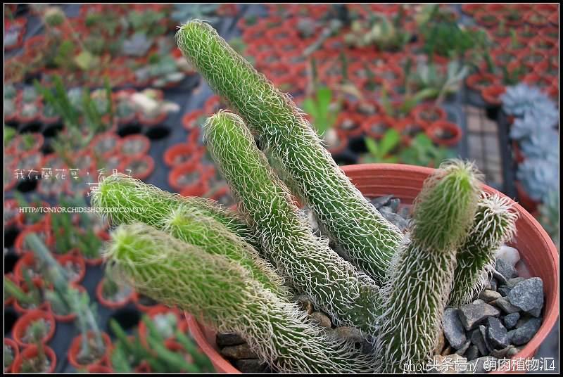 萝藦科多肉是什么颜色的,多肉植物之萝藦