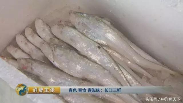 鲥鱼和刀鱼的鲜美,刀鱼鲥鱼河豚被称为长江三鲜