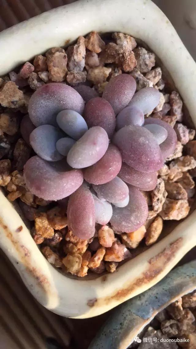 一入肉坑深似海下一句,一入肉坑深似海