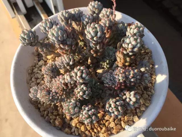 一入肉坑深似海下一句,一入肉坑深似海