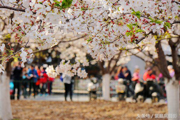 上海看樱花公园,上海看樱花去同济大学