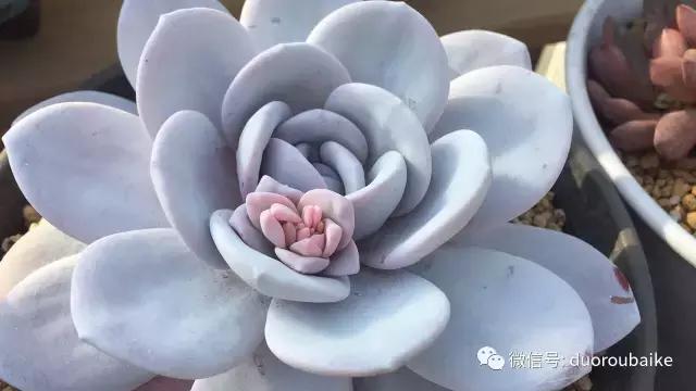 一入肉坑深似海下一句,一入肉坑深似海