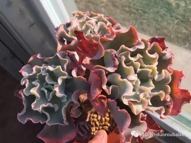 一入肉坑深似海下一句,一入肉坑深似海