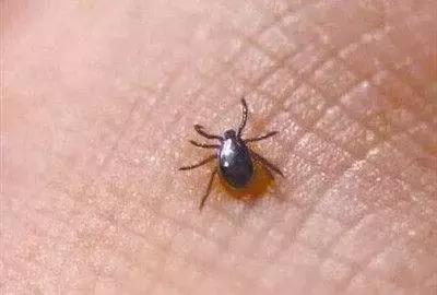 外出踏青要关注什么安全,清明踏青皮肤过敏