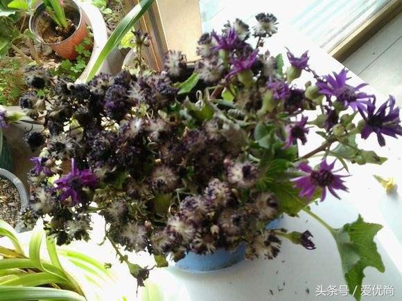 瓜叶菊怎么养才会爆盆视频,瓜叶菊见太阳晒蔫怎么办