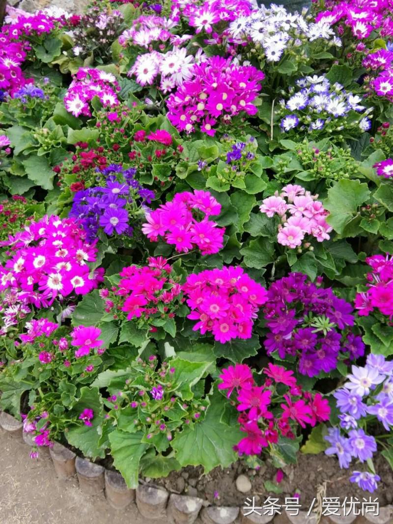 瓜叶菊怎么养才会爆盆视频,瓜叶菊见太阳晒蔫怎么办