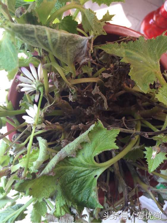 瓜叶菊怎么养才会爆盆视频,瓜叶菊见太阳晒蔫怎么办