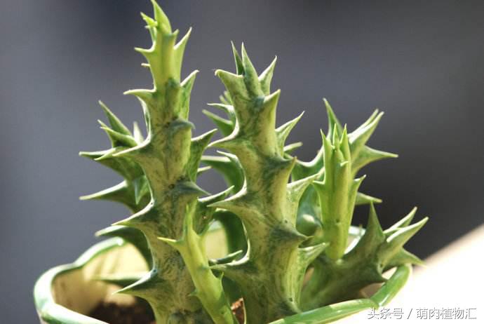 萝藦科多肉是什么颜色的,多肉植物之萝藦