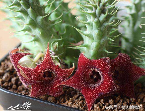 萝藦科多肉是什么颜色的,多肉植物之萝藦