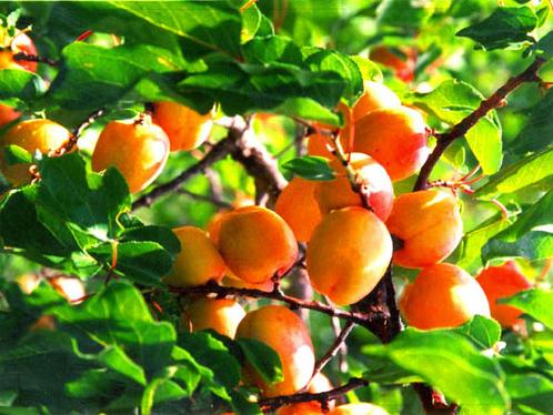 *疆新**优质水果大盘点，第四张你都没见过！